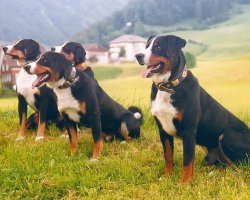 Appenzeller sennenhond
