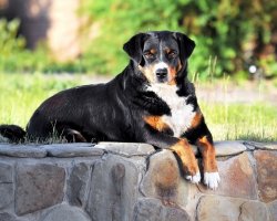 Appenzeller sennenhond