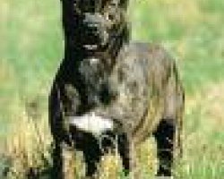 Cão de fila de São Miguel