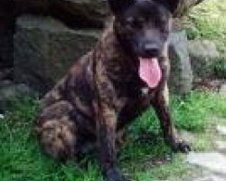 Cão de fila de São Miguel