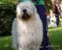 Ciobanesc Romanesc Mioritic