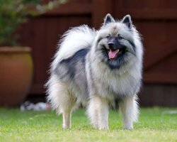Keeshond