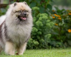 Keeshond