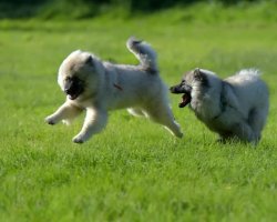 Keeshond