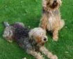 Otterhound