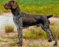 Eerlijk uitzetten impuls Duitse staande hond (draadhaar) - Hondencentrum