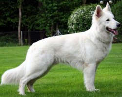 Zwitserse witte herder