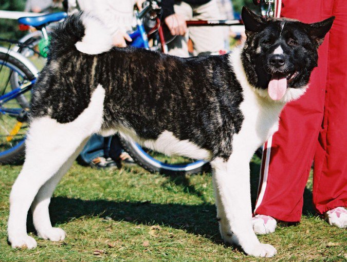 Amerikaanse akita - Great Japanese dog