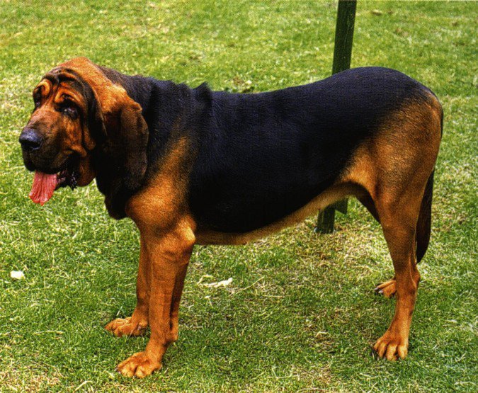 Bloedhond