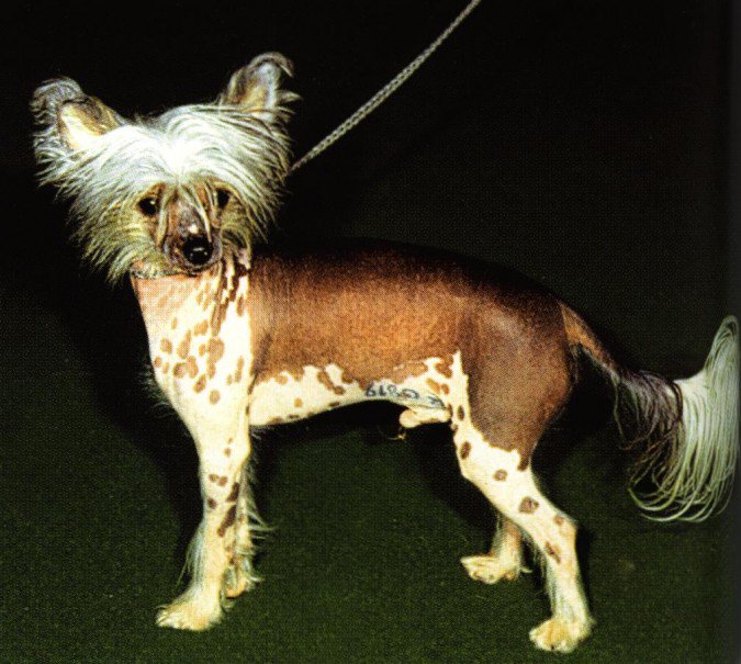 Chinese gekuifde naakthond