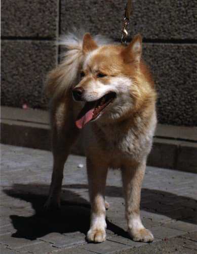 Groenlandse hond