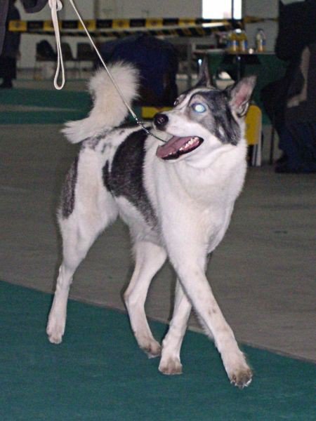Oostsiberische laika