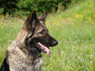 Shiloh Shepherd