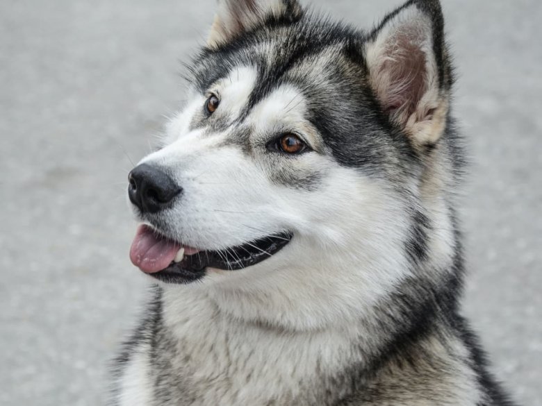 Alaskan-malamute