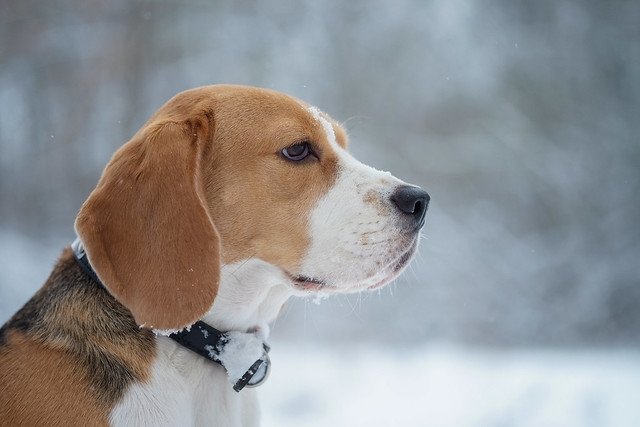 Beagle: Karakter, Verzorging & Opvoeding - Hondencentrum