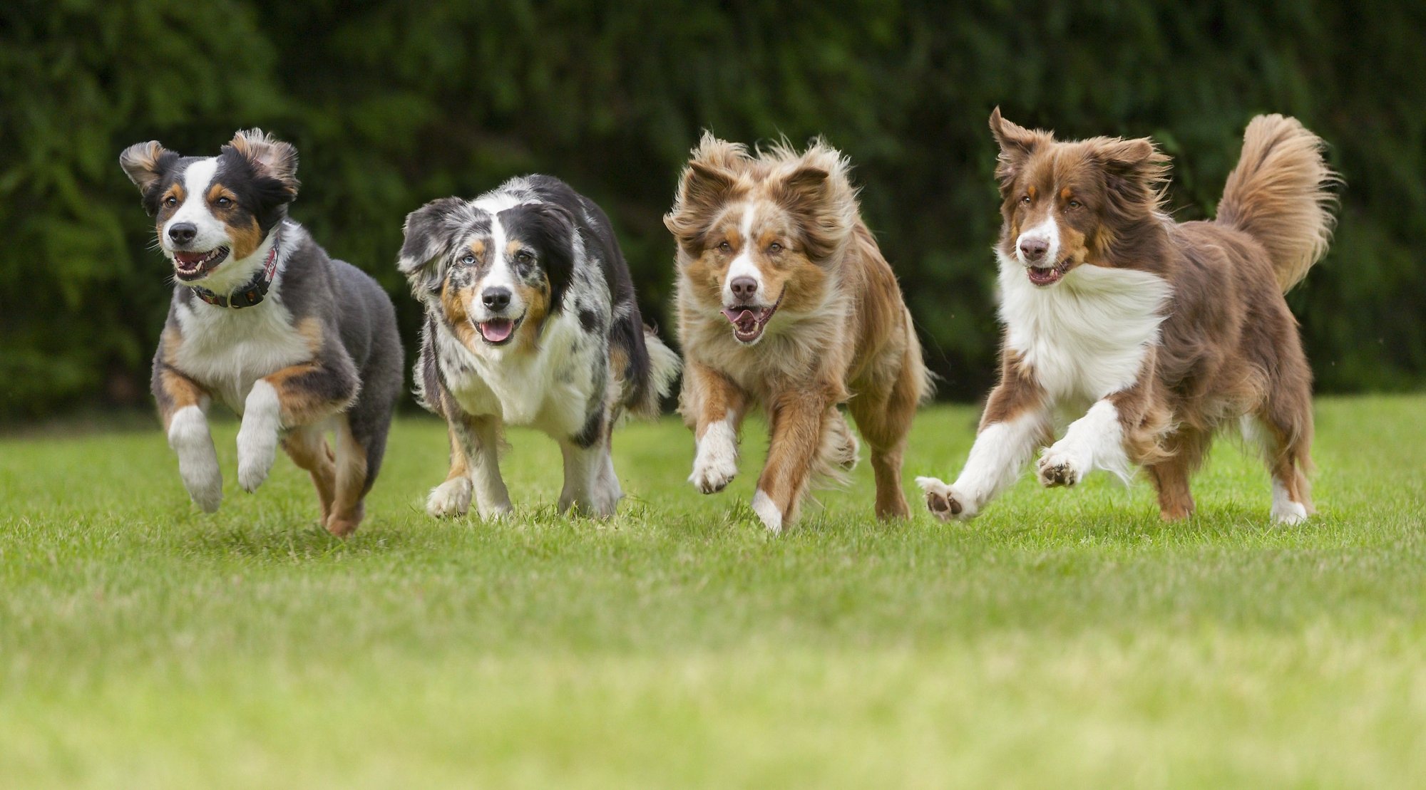 Welke hondenrassen hebben de meeste beweging nodig? - Hondencentrum