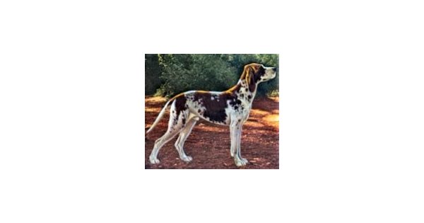 Les chiens, le gibier et ses ennemis - Caille des blés