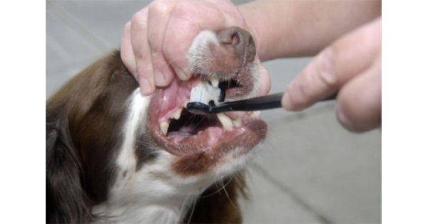 Mona Lisa Democratie Fantastisch Tandverzorging bij honden - Hondencentrum
