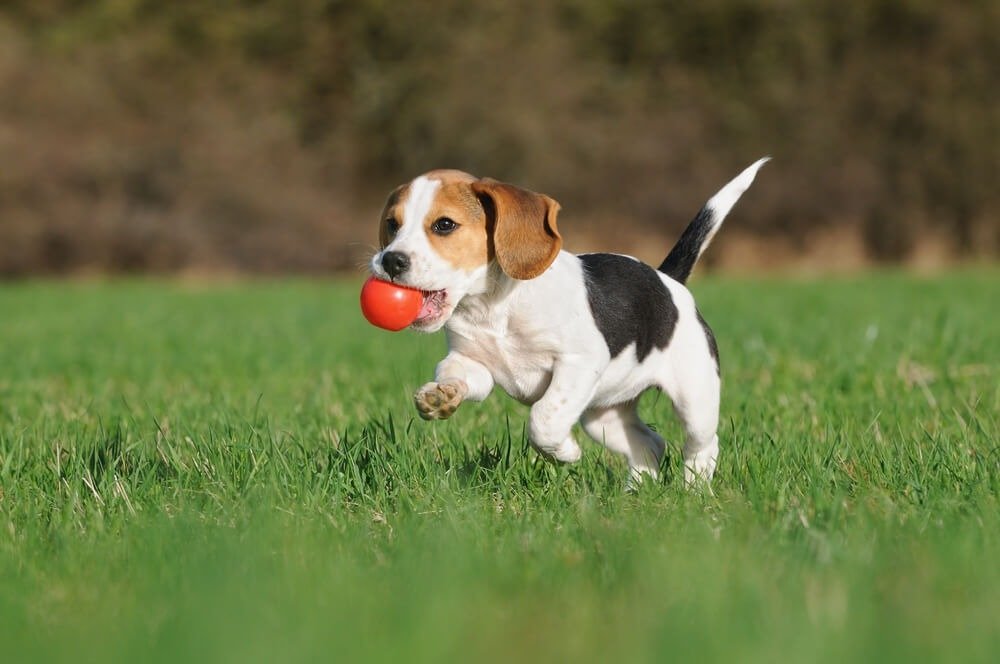 Beagle: karakter, verzorging, training en erfelijke ziektes - Hondencentrum