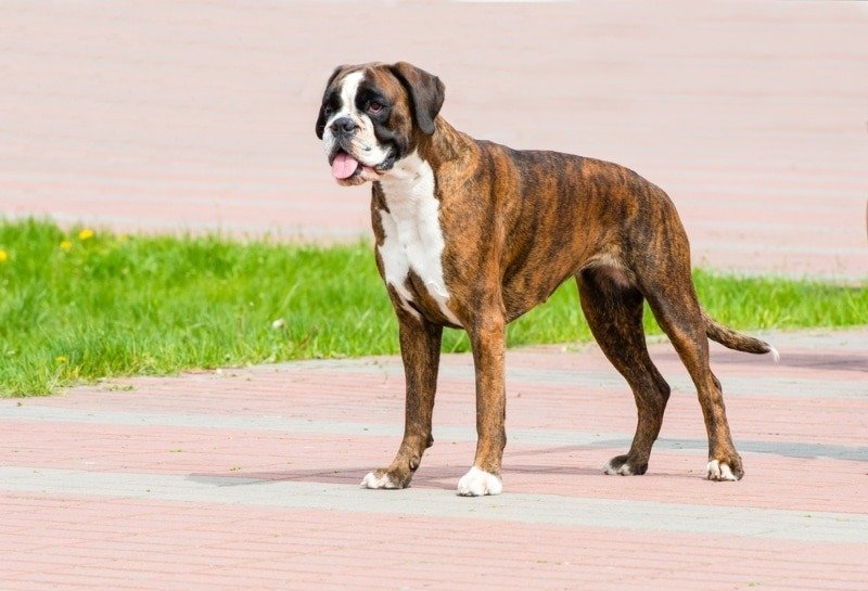 Boxer - Informatie, Karakter, Verzorging en Training - Hondencentrum