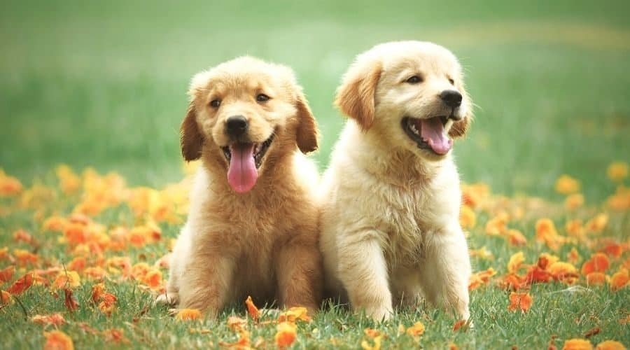Een hart van goud: De Golden Retriever - Hondencentrum