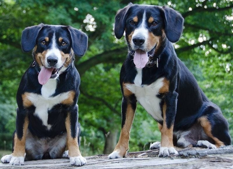 Entlebucher Sennenhond: Karakter, Training en Erfelijke Ziektes ...
