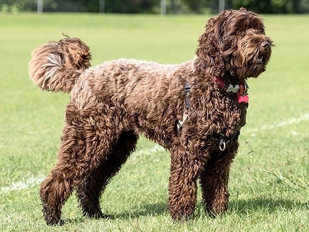 Labradoodle - Kenmerken, Verzorging en Opvoeding - Hondencentrum