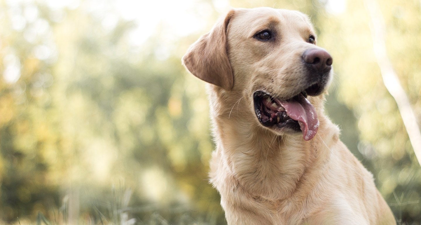 plan Krijt misdrijf De labrador: Wat te doen op de eerste dag - Hondencentrum