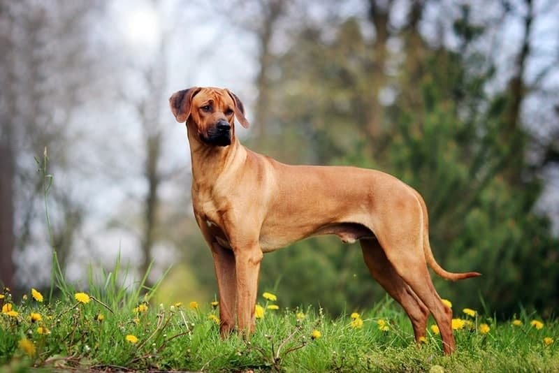 Rhodesian Ridgeback - Uiterlijk, Opvoeding en Gezondheid - Hondencentrum
