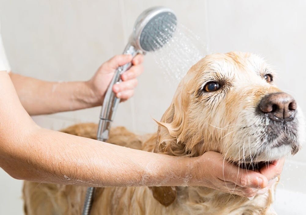 De Ultieme Gids Voor Het Verzorgen Van De Vacht Van Je Hond Hondencentrum